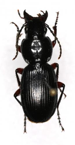 Réf. 15 089 : Pterostichus madidus