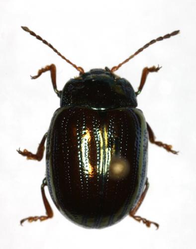 Réf. 15 104 : Chrysolina americana