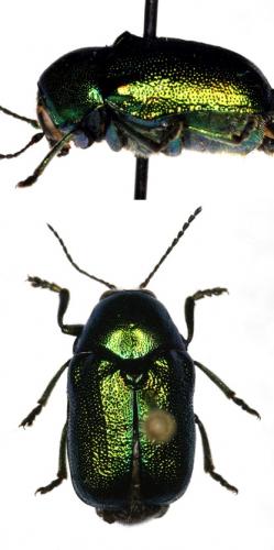 Cryptocephalus sp.