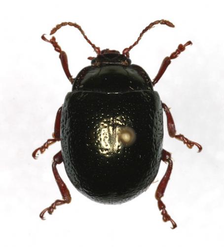 Réf. 15 122 : Chrysolina bankii