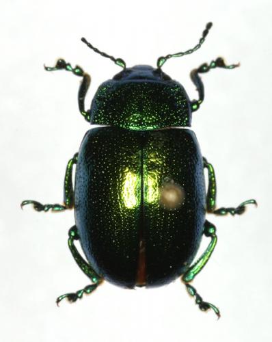 Chrysolina sp.