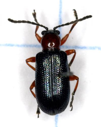 Réf. 15 124 : Oulema sp.