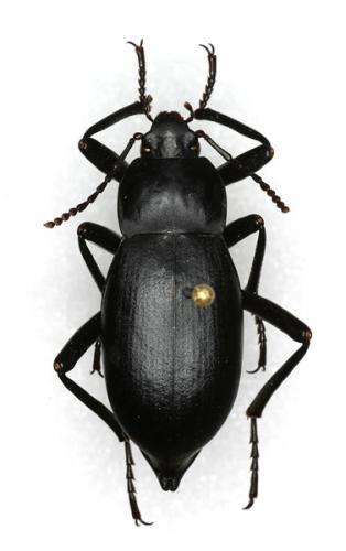 Blaps mucronata