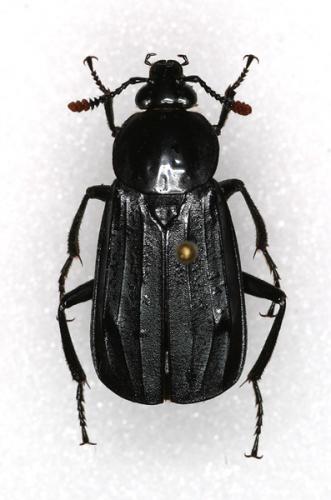 Réf. 15 156 : Necrodes littoralis