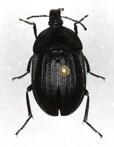 Réf. 15 157 : Phosphuga atrata