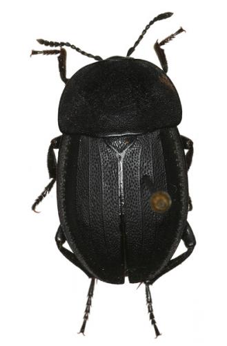 Réf. 15 158 : Silpha obscura