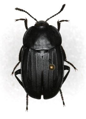 Silpha tristis