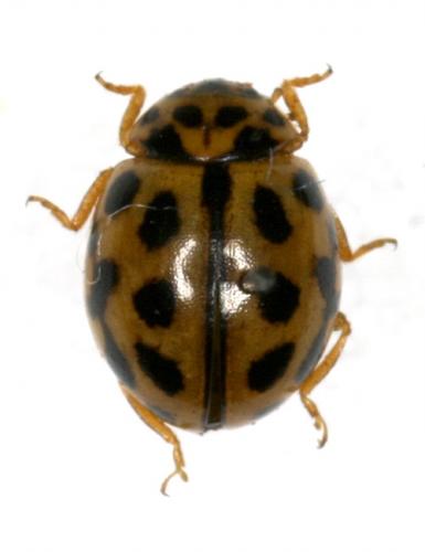 Tytthaspis sedecimpunctata