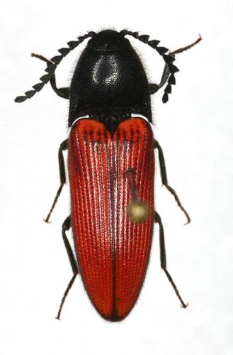 Ampedus rufipennis