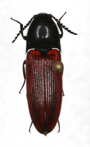 Ampedus sp.
