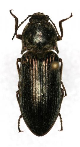 Selatosomus latus