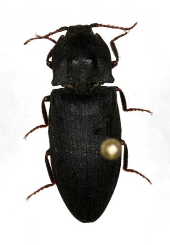 Réf. 15 260 : Agrypnus murinus