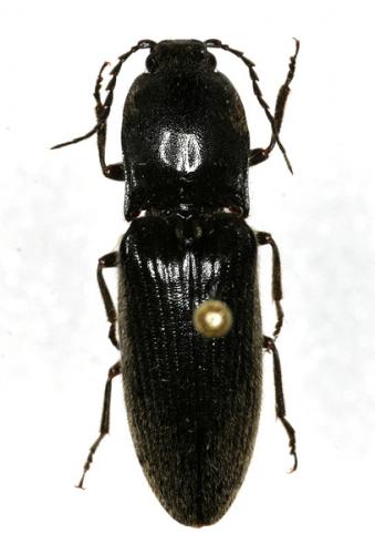 Réf. 15 274 : Hemicrepidius hirtus