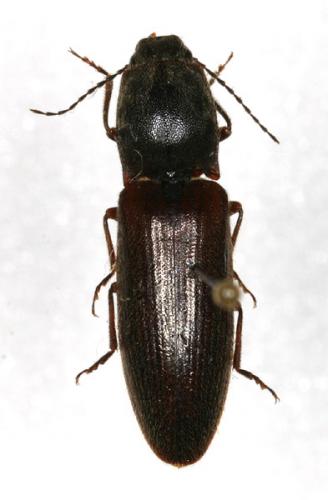 Réf. 15 321 : Athous haemorrhoidalis