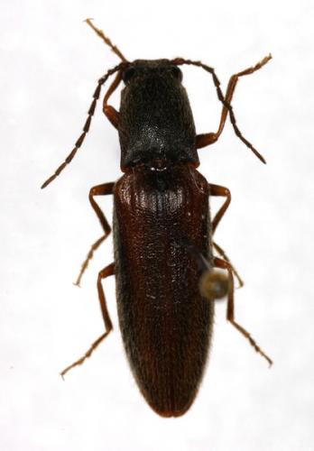 Athous vittatus