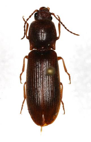 Réf. 15 261 : Athous campyloides