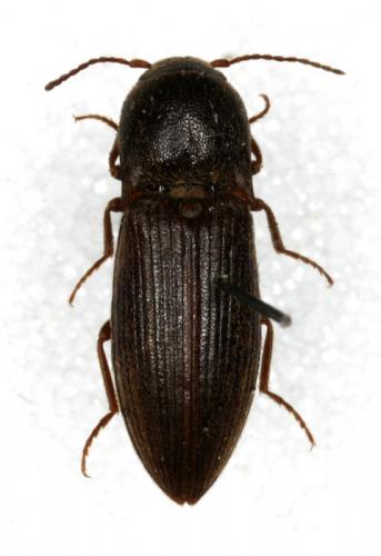 Réf. 15 322 : Agriotes obscurus