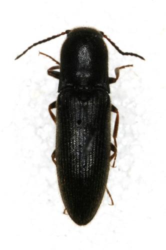 Agriotes gallicus