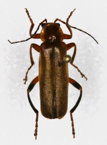 Réf. 15 362 : Cantharis livida