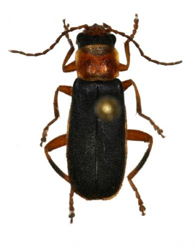 Cantharis lateralis