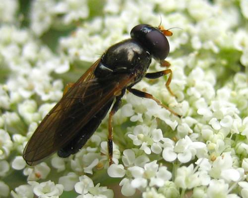 Réf. 15 175 : Cheilosia pagana
