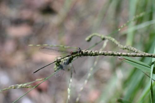 Chalcolestes viridis