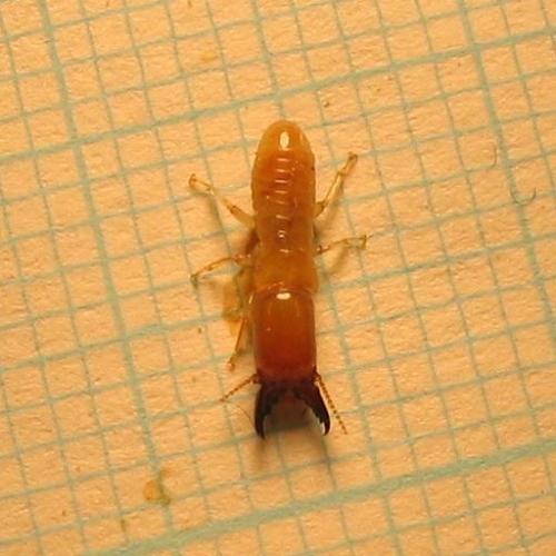 Kalotermes flavicollis
