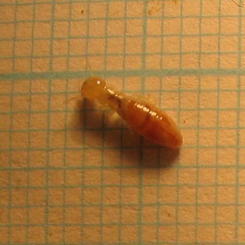 Kalotermes flavicollis