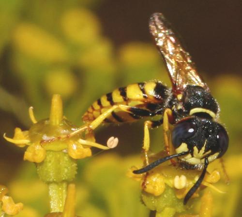 Réf. 15 333 : Philanthus triangulum