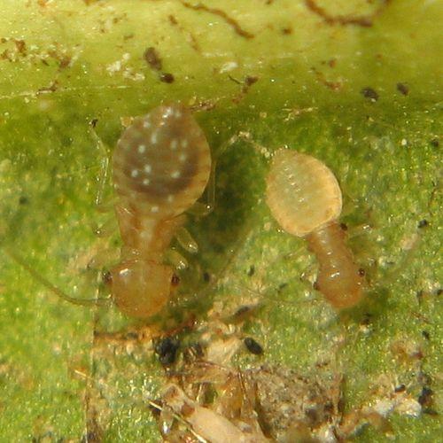 Réf. 15 316 : Ectopsocus briggsi