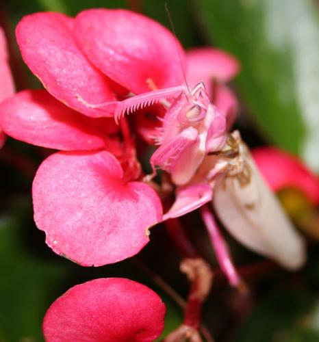 Hymenopus coronatus