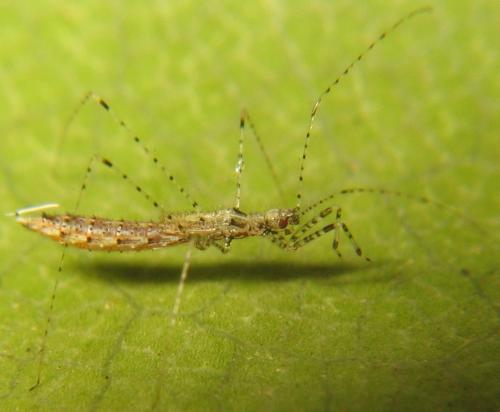Empicoris rubromaculatus