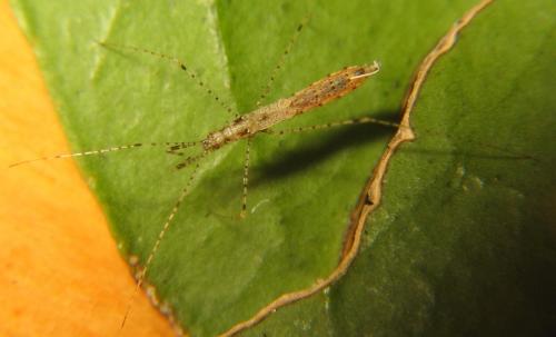Empicoris rubromaculatus