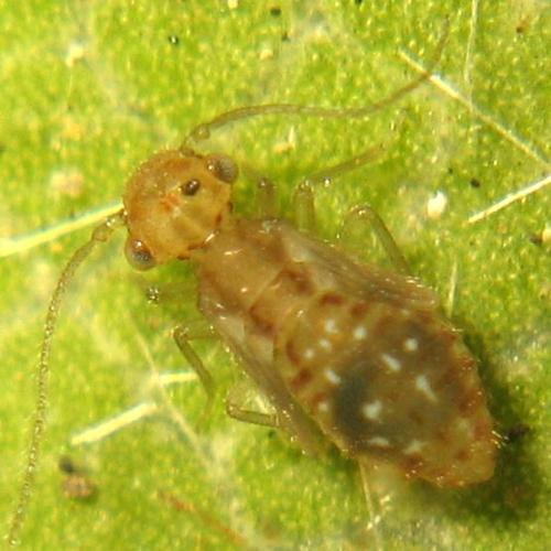 Ectopsocus briggsi