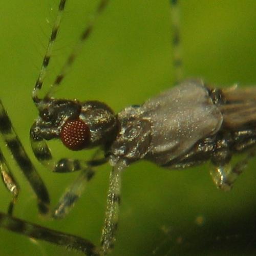 Empicoris rubromaculatus
