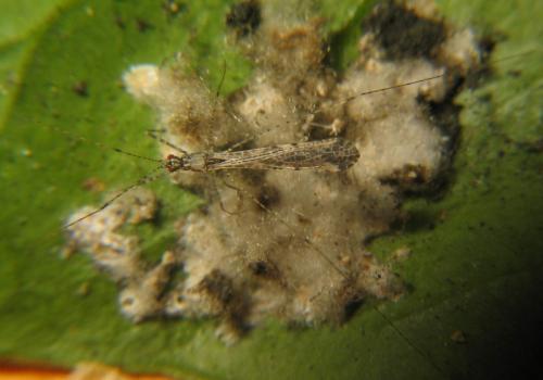 Empicoris rubromaculatus