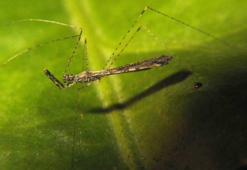 Réf. 15 472 : Empicoris rubromaculatus