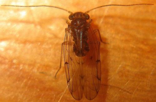 Ectopsocus sp.