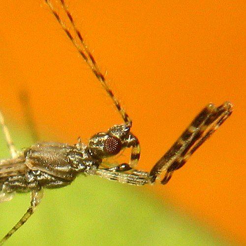 Empicoris rubromaculatus