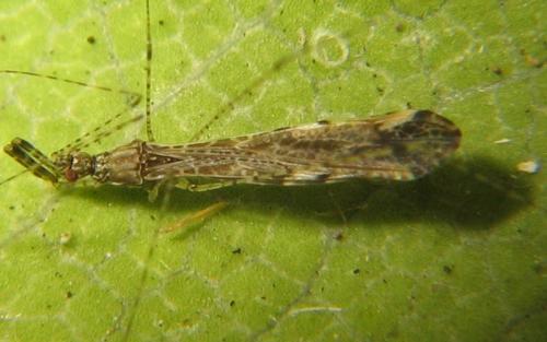 Empicoris rubromaculatus