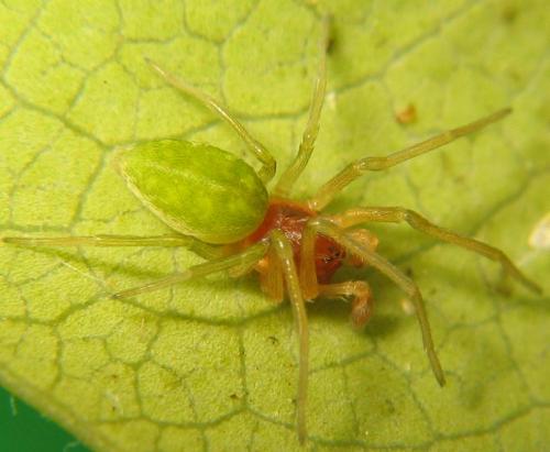 Nigma walckenaeri