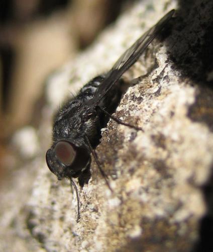 Anthrax sp.
