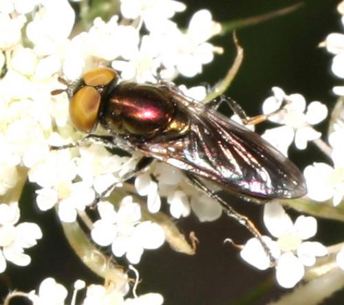 Riponnensia splendens
