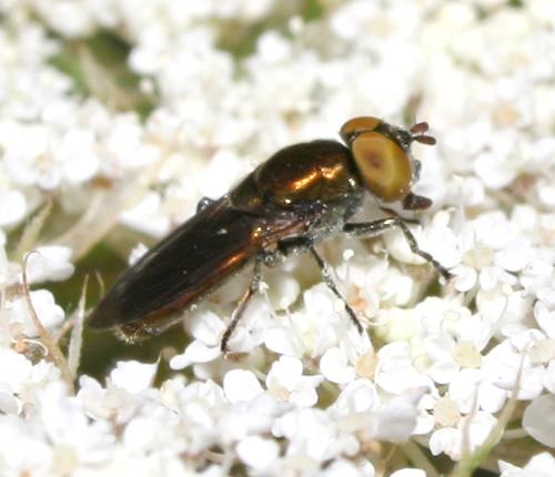 Riponnensia splendens