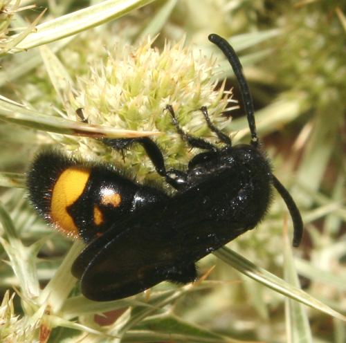 Réf. 15 560 : Scolia hirta unifasciata