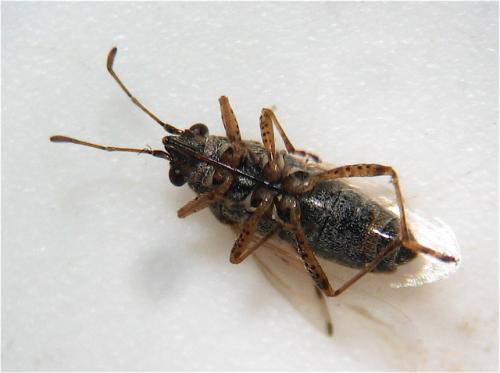 Nysius graminicola graminicola