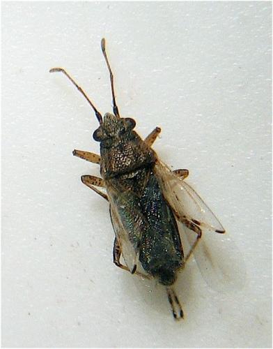 Nysius graminicola graminicola