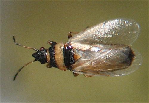 Réf. 15 541 : Oxycarenus pallens