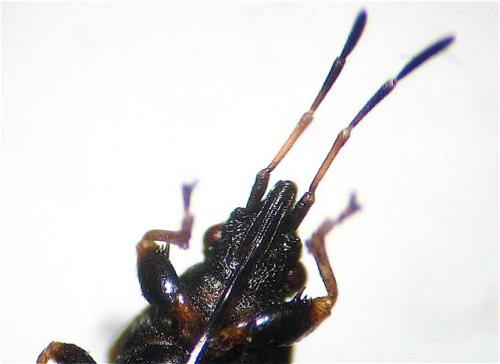 Réf. 15 542 : Oxycarenus pallens