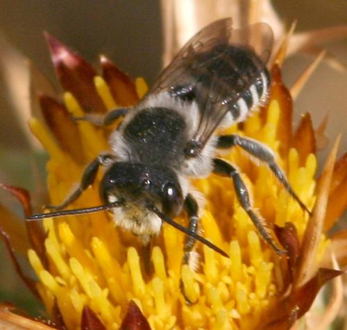 Megachile sp.